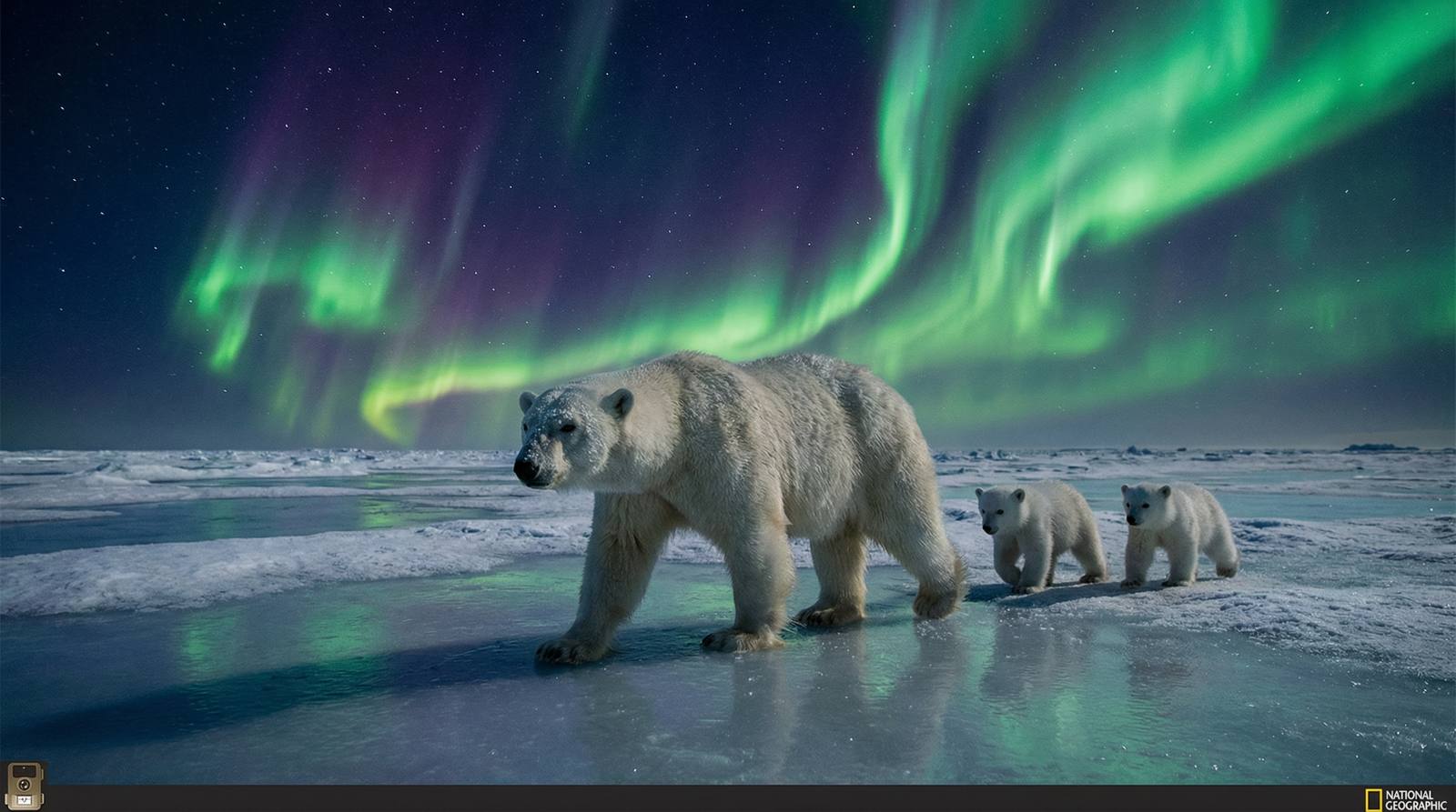 黄色仓库北极熊视频